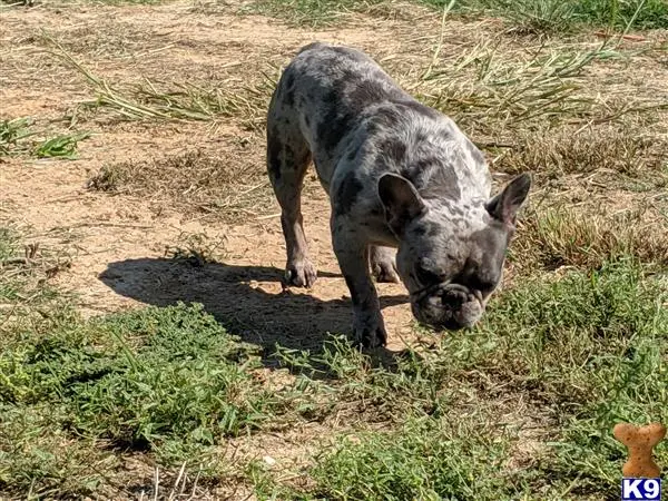 French Bulldog stud dog